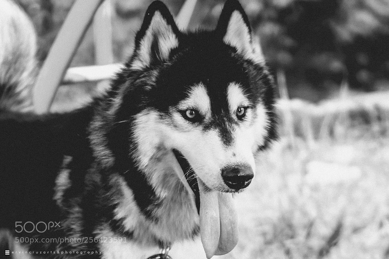 Sony a6000 sample photo. Husky photography
