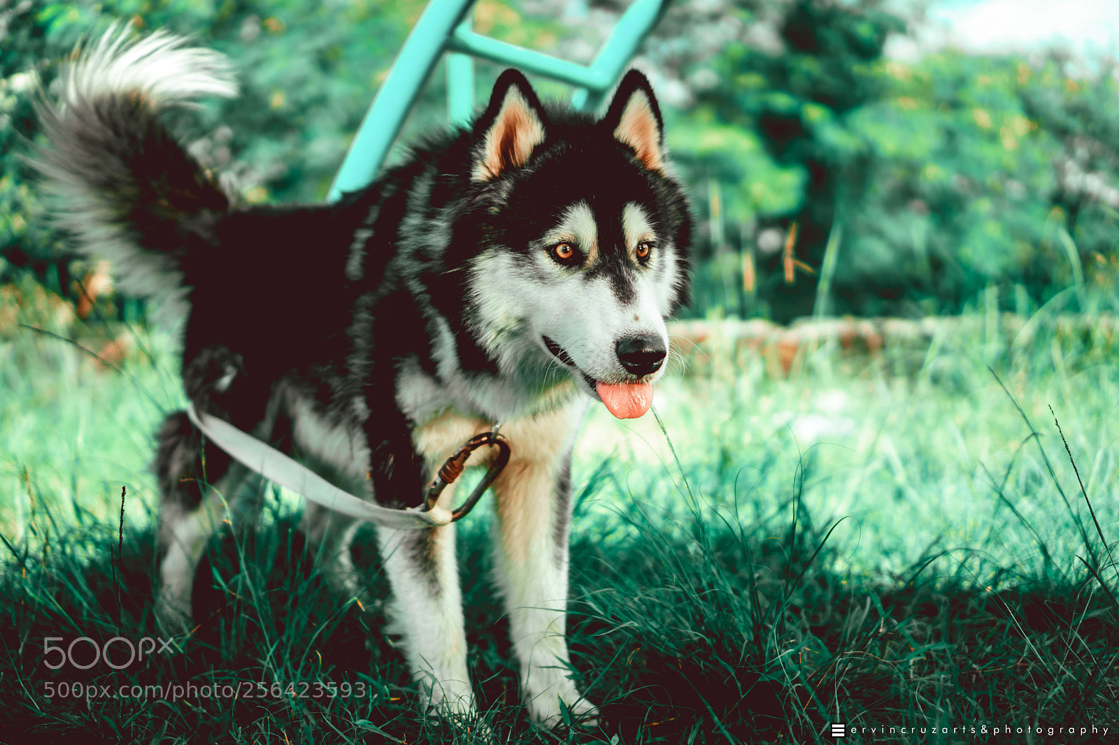 Sony a6000 sample photo. Husky photography