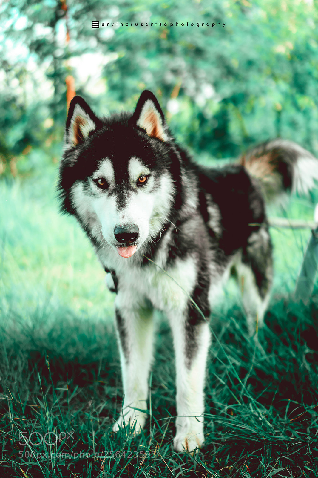 Sony a6000 sample photo. Husky photography