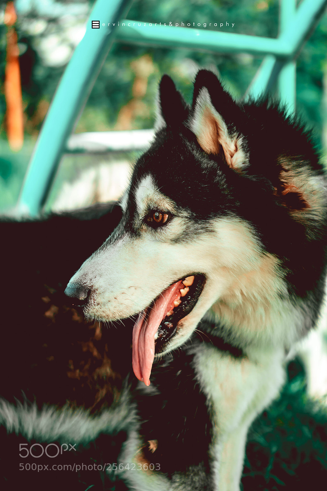 Sony a6000 sample photo. Husky photography