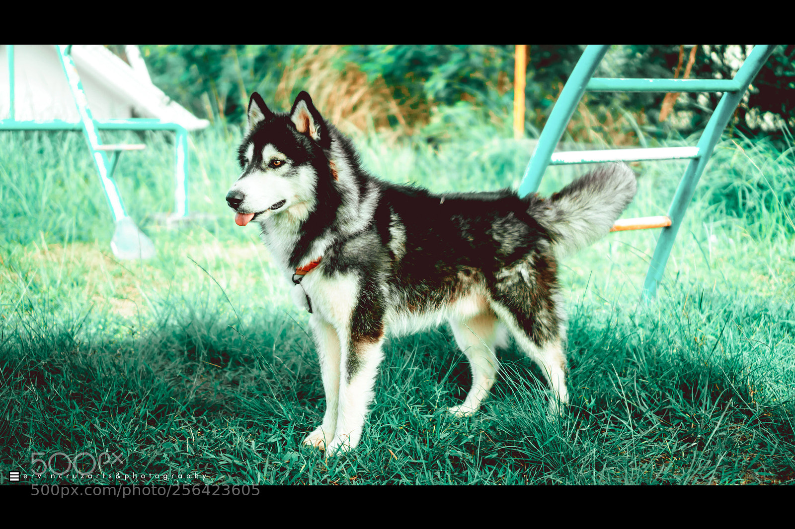 Sony a6000 sample photo. Husky photography