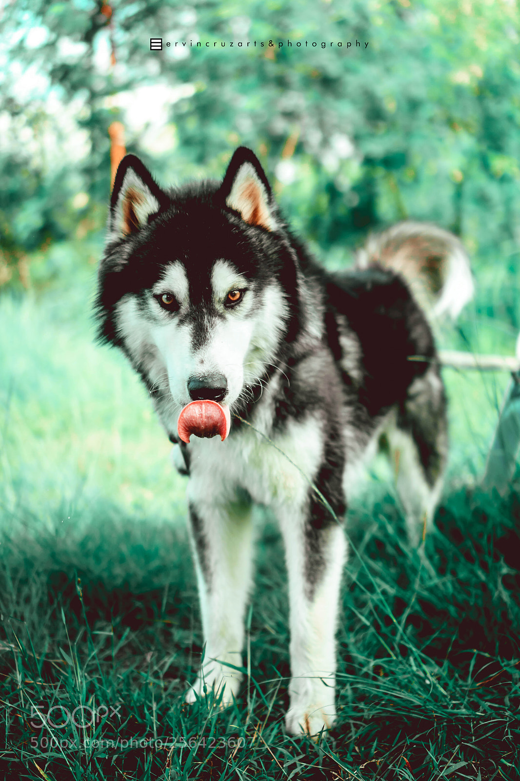 Sony a6000 sample photo. Husky photography