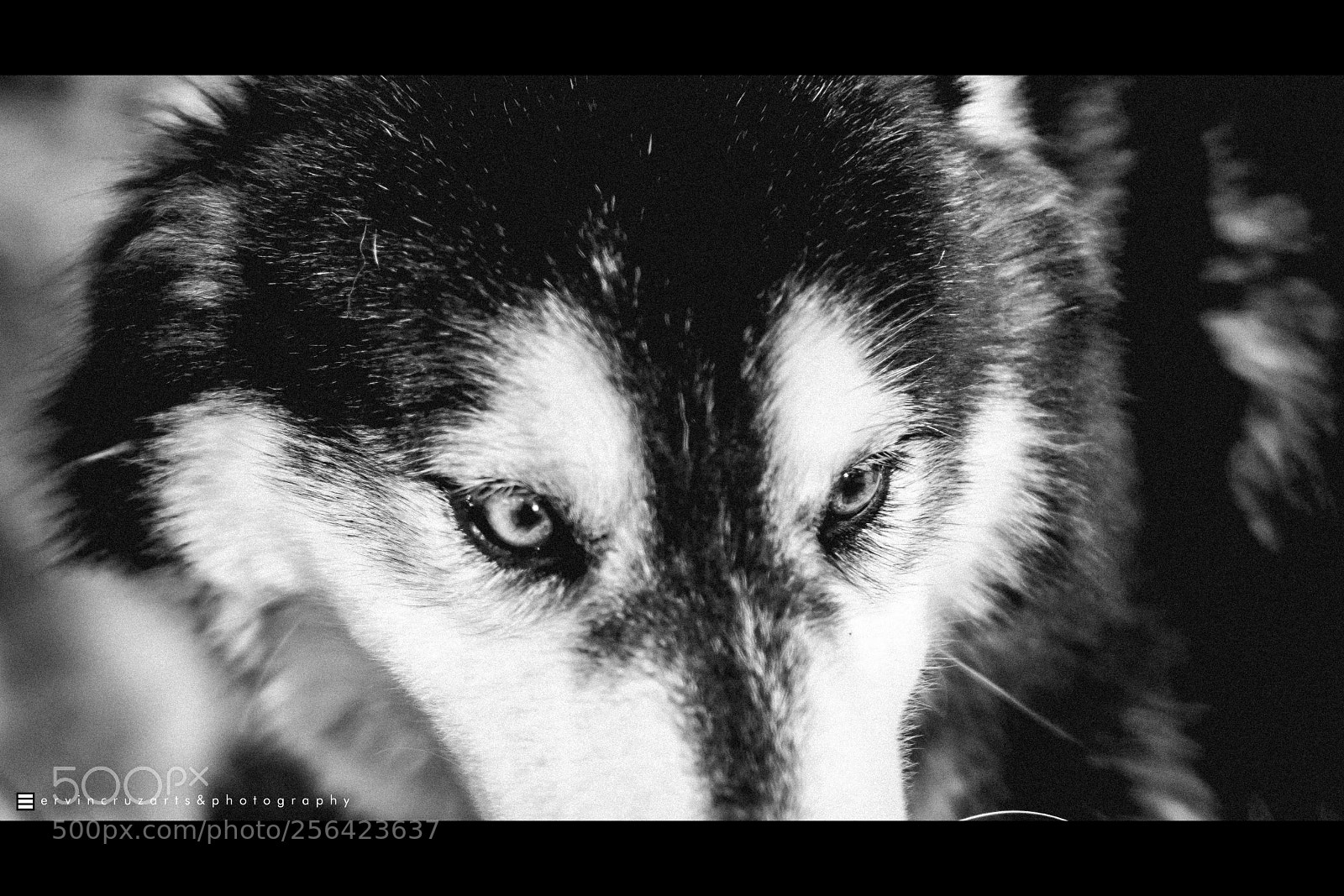 Sony a6000 sample photo. Husky photography