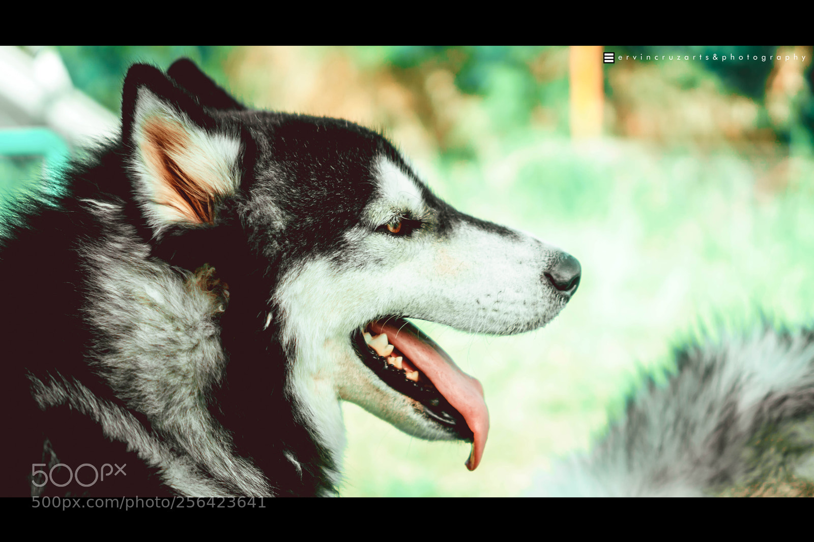 Sony a6000 sample photo. Husky photography