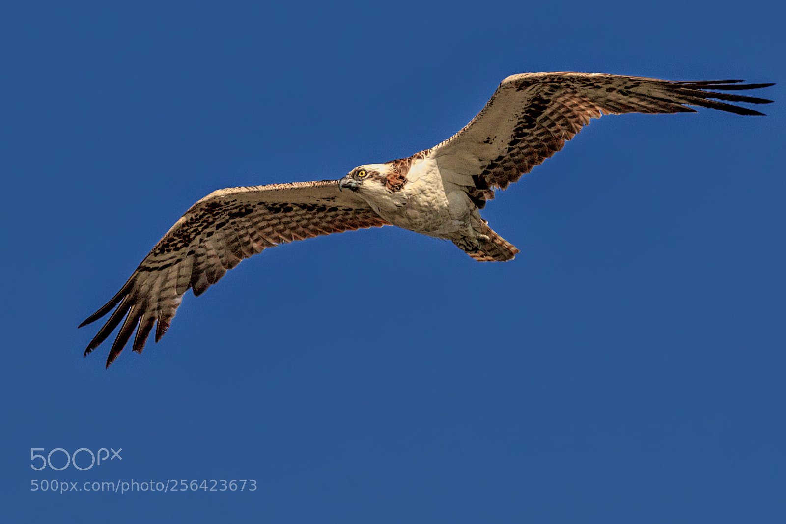 Canon EOS 7D Mark II sample photo. Osprey in the blue photography