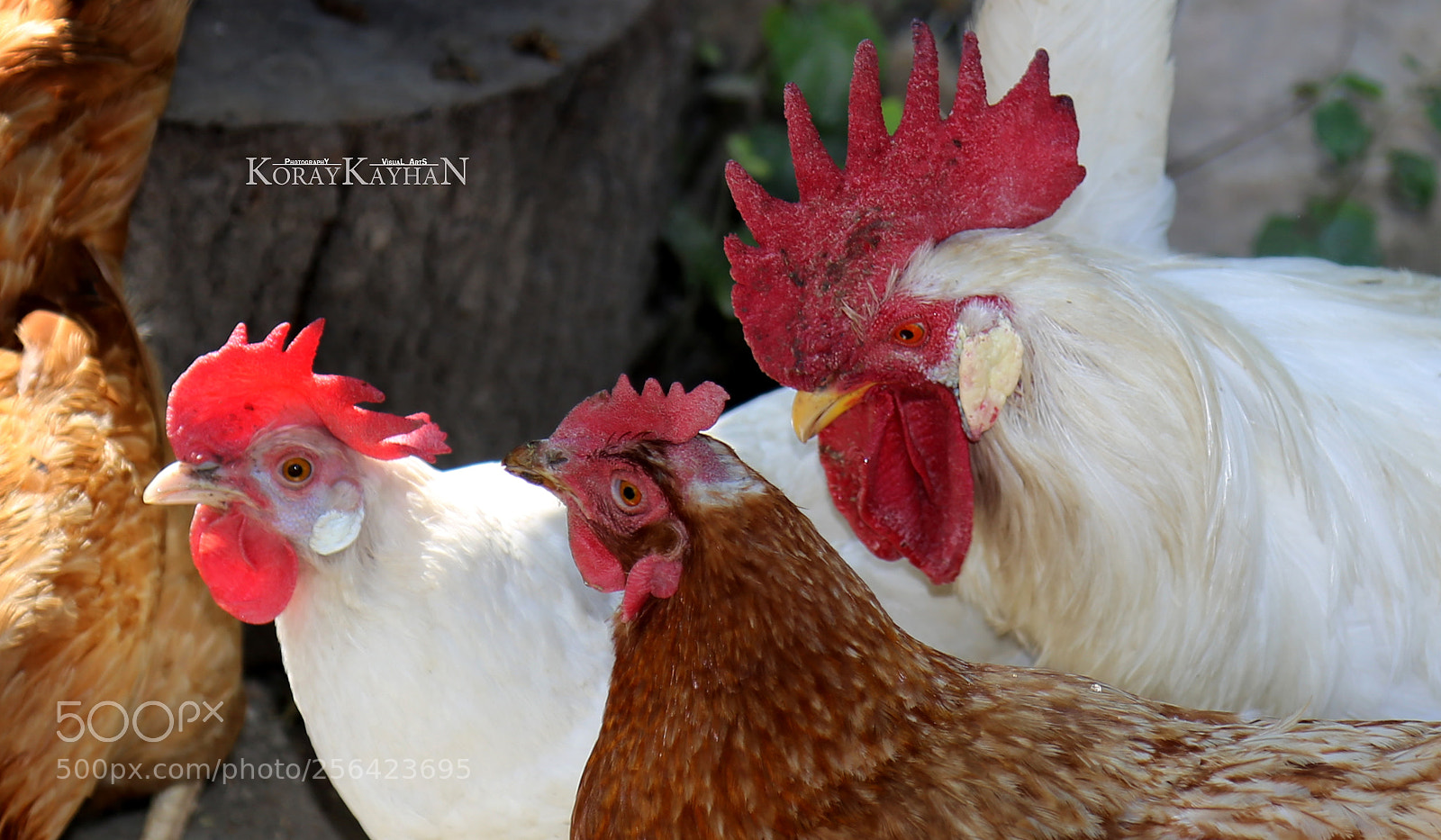 Canon EOS 6D sample photo. Rooster and chickens photography
