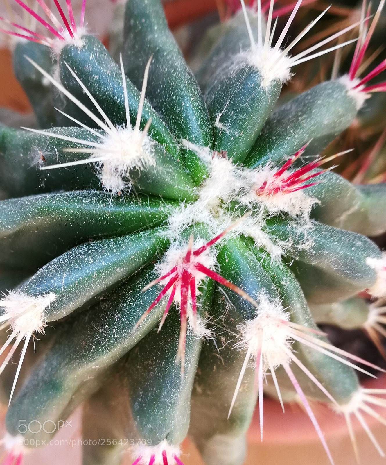 HUAWEI P10 sample photo. Untitled photography