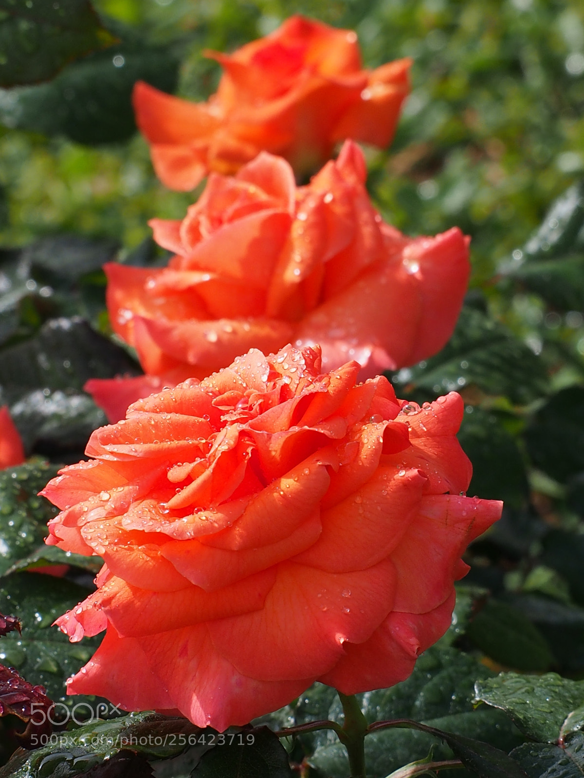 Olympus OM-D E-M5 sample photo. Three orange roses photography