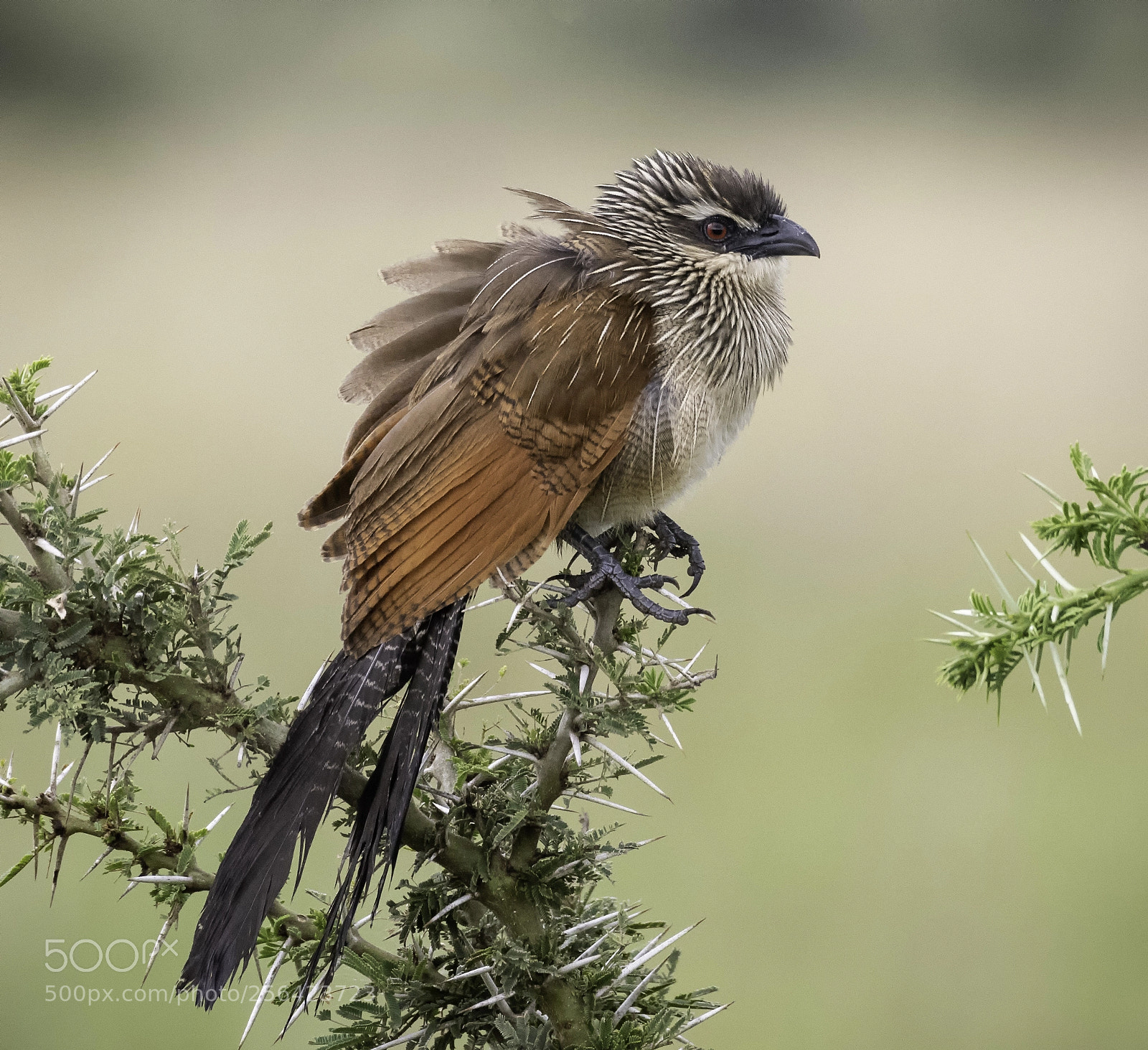 Nikon D810 sample photo. White-browed coucal photography