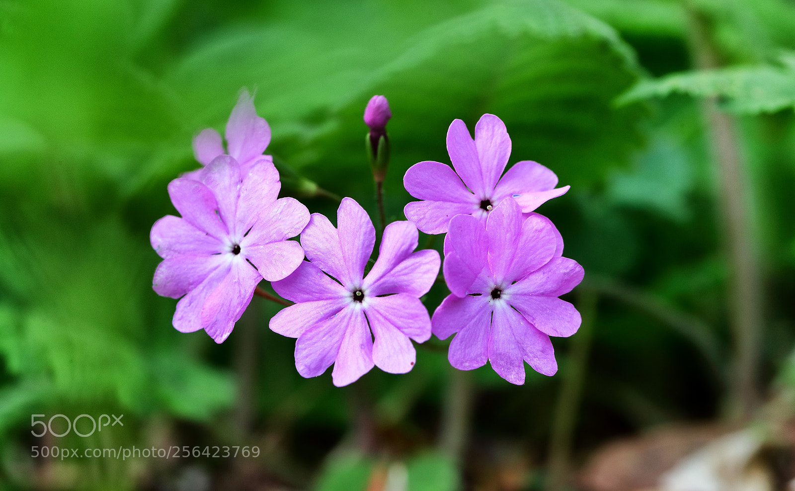Canon EOS-1D X Mark II sample photo. Primula sieboldii photography