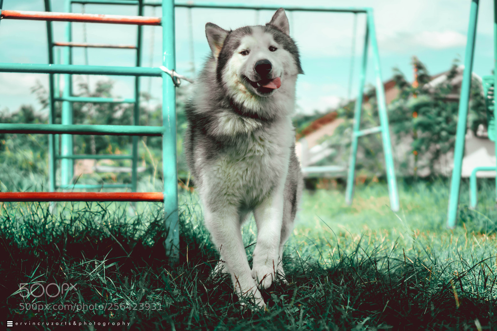 Sony a6000 sample photo. Siberian husky photography