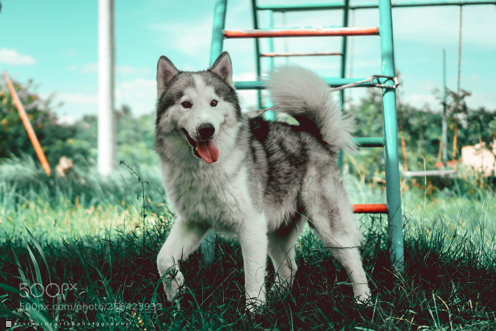 Sony a6000 sample photo. Siberian husky photography