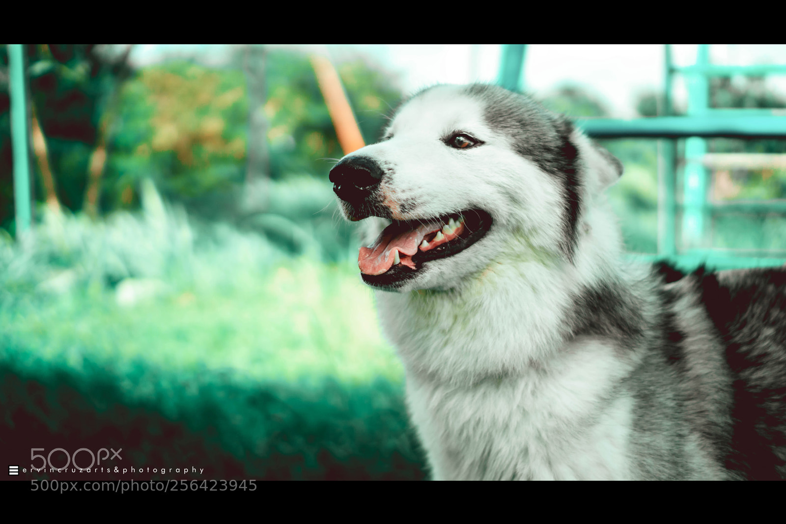 Sony a6000 sample photo. Siberian husky photography