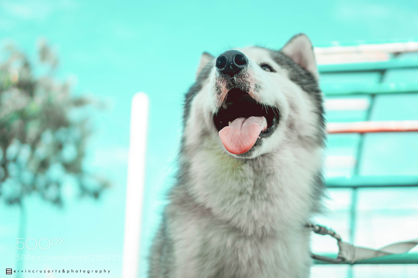 Sony a6000 sample photo. Siberian husky photography
