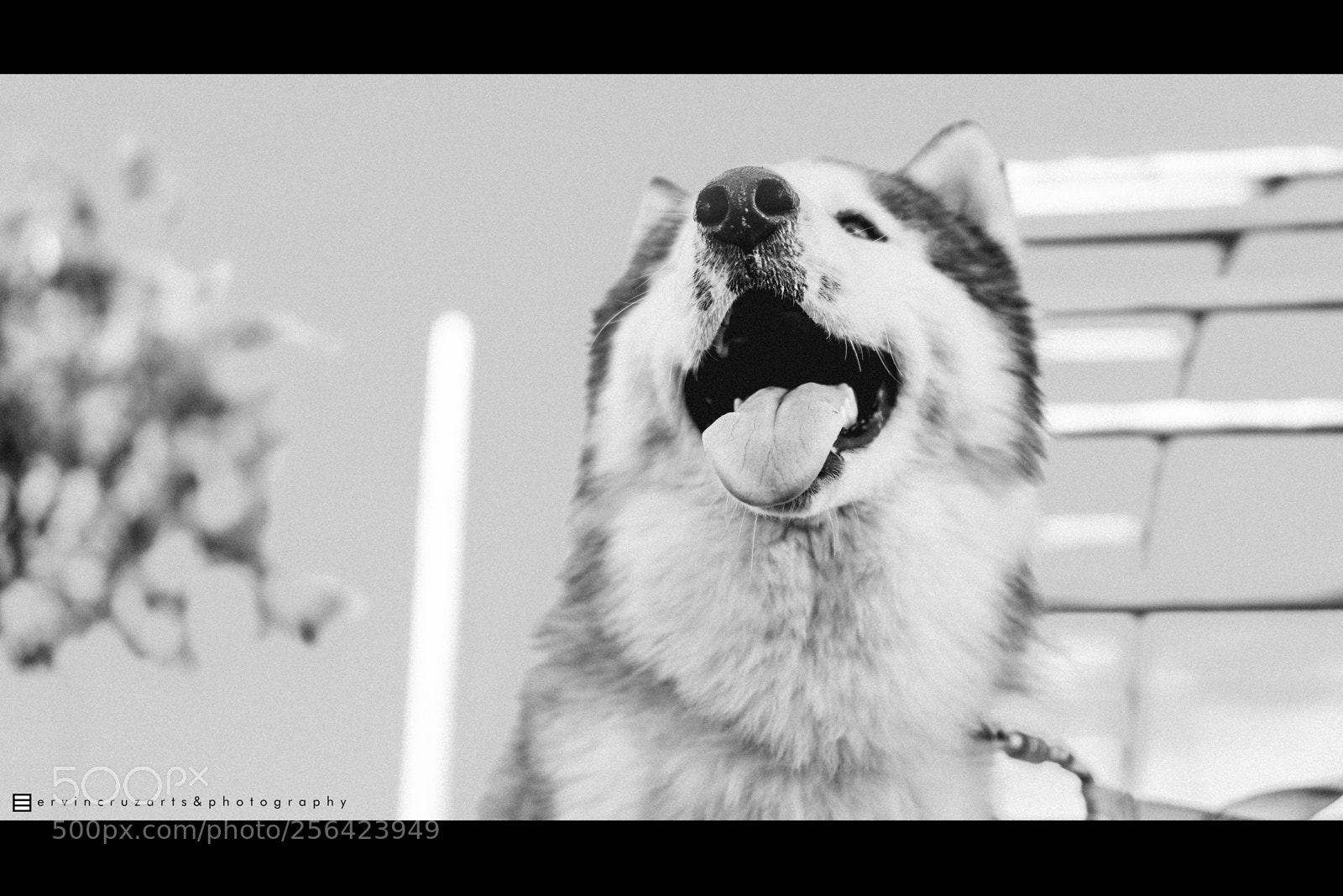 Sony a6000 sample photo. Siberian husky photography
