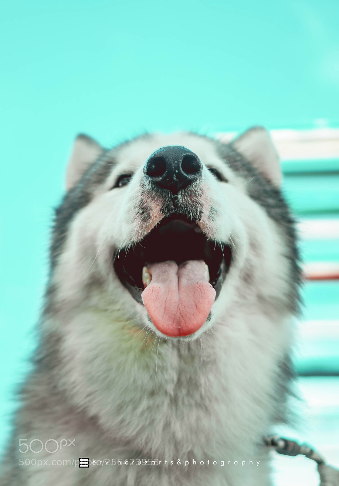 Sony a6000 sample photo. Siberian husky photography