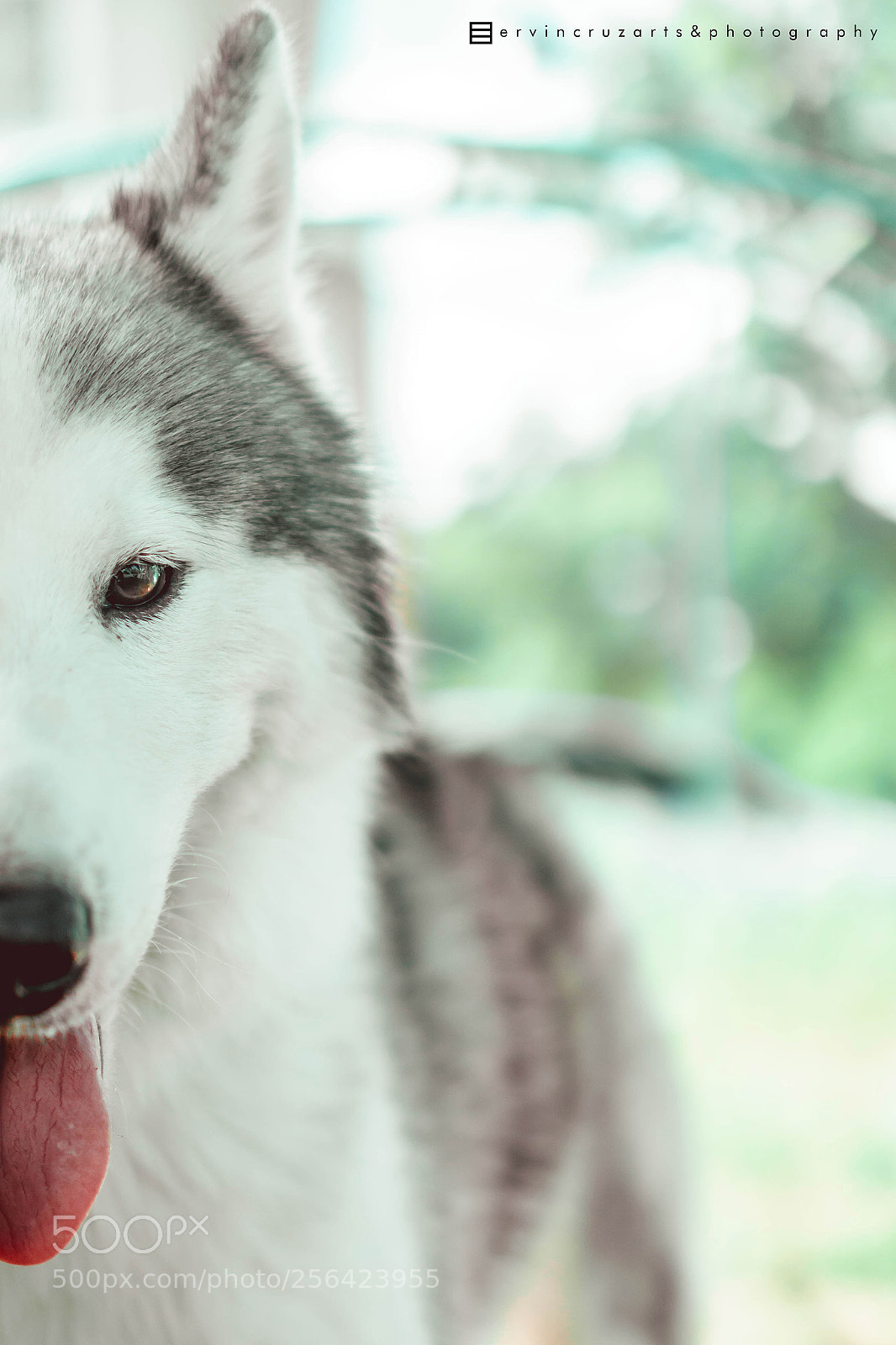 Sony a6000 sample photo. Siberian husky photography