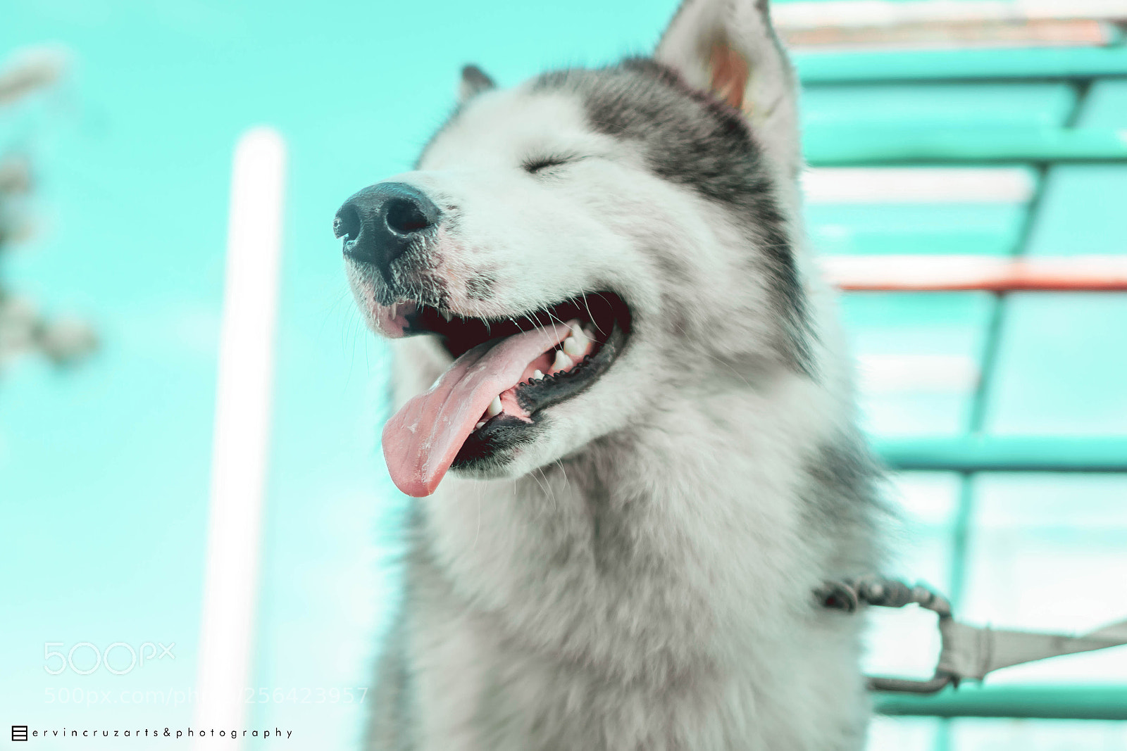 Sony a6000 sample photo. Siberian husky photography