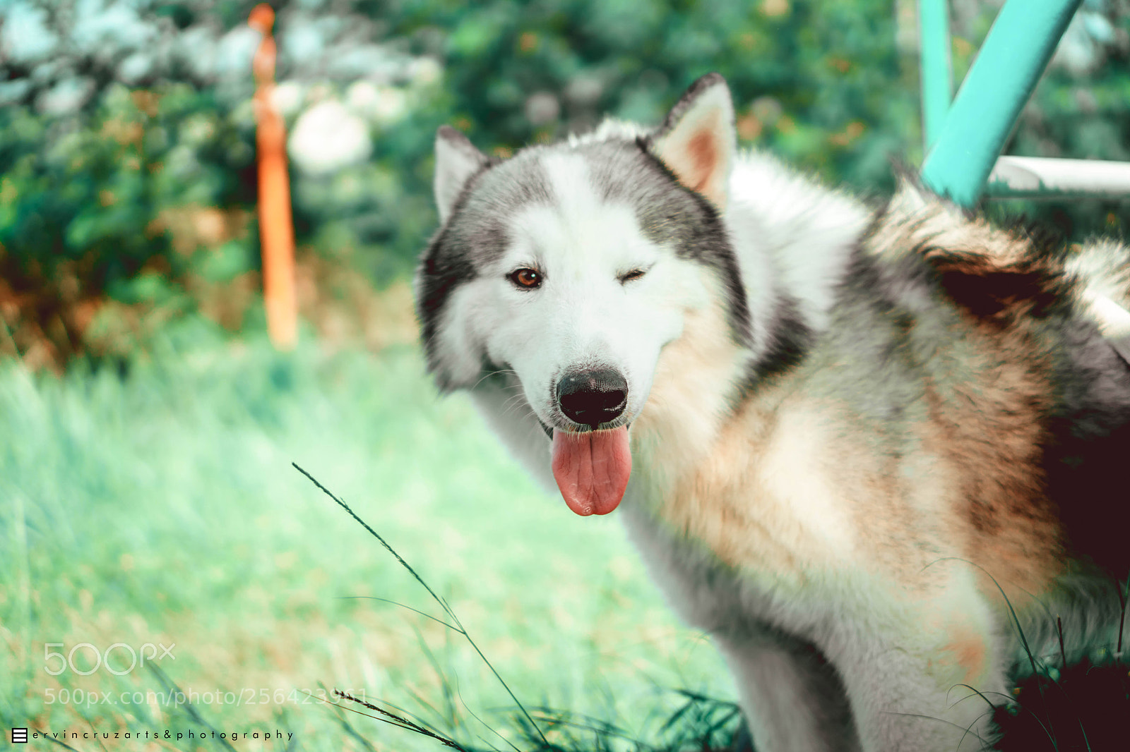Sony a6000 sample photo. Siberian husky photography
