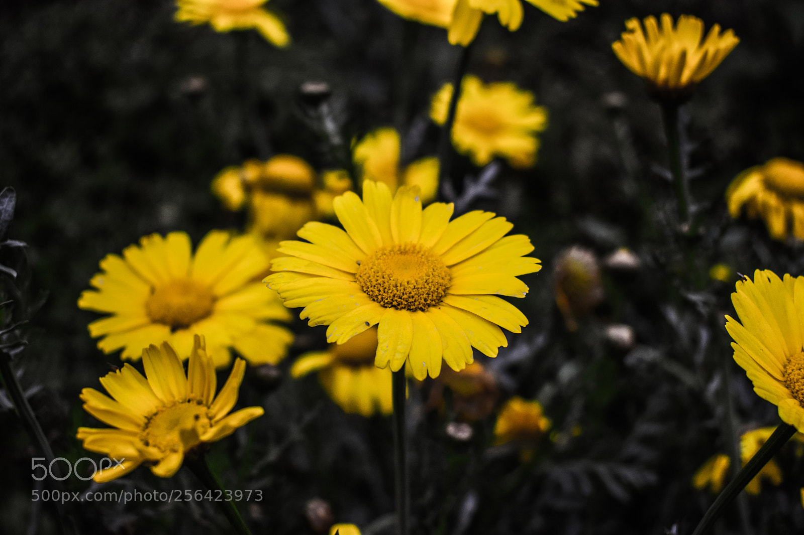 Nikon D3300 sample photo. Yellow photography