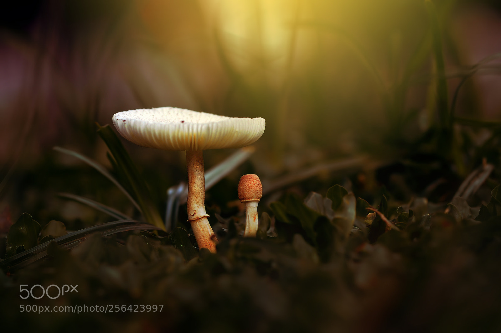 Nikon D90 sample photo. Mother and child mushrooms photography