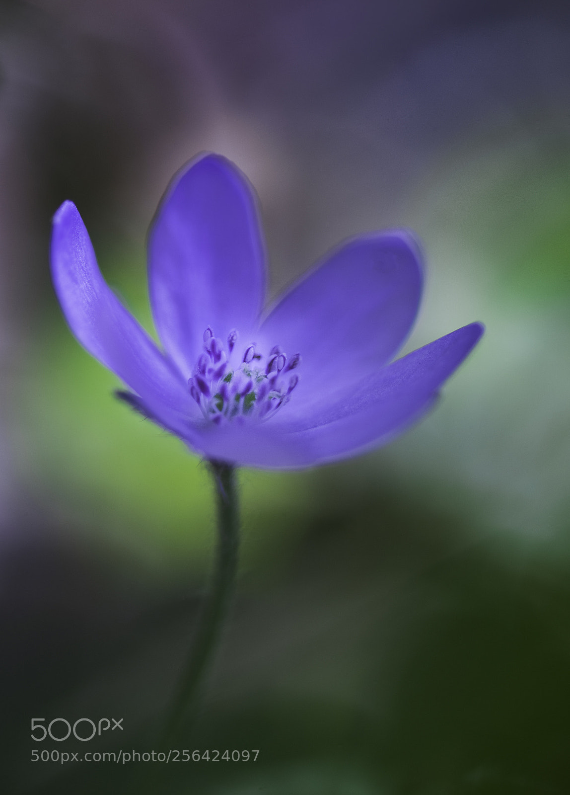 Nikon D750 sample photo. Hepatica nobilis - liverwort photography