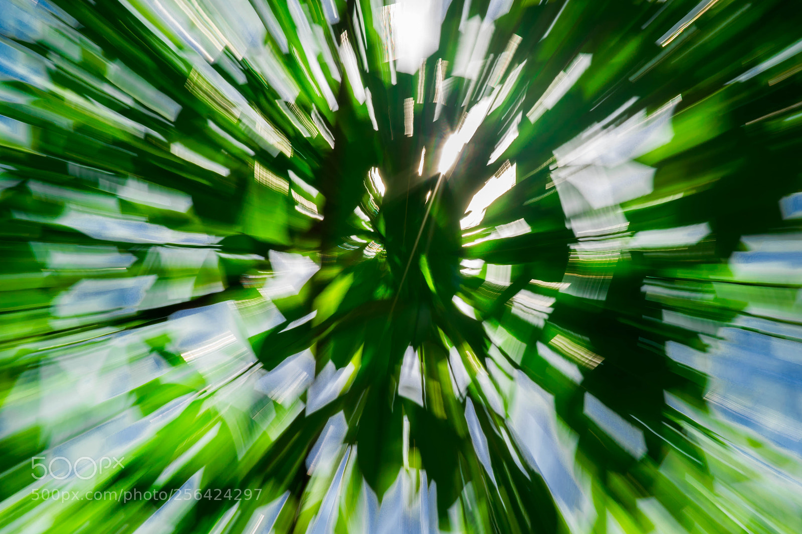 Nikon D5300 sample photo. Green photography
