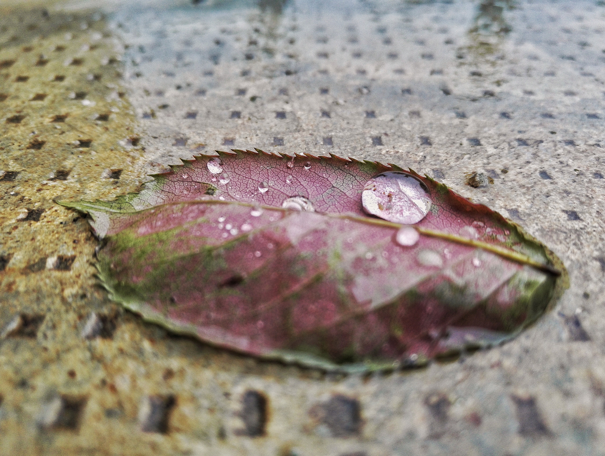 HUAWEI Honor 7 sample photo. When it rains photography