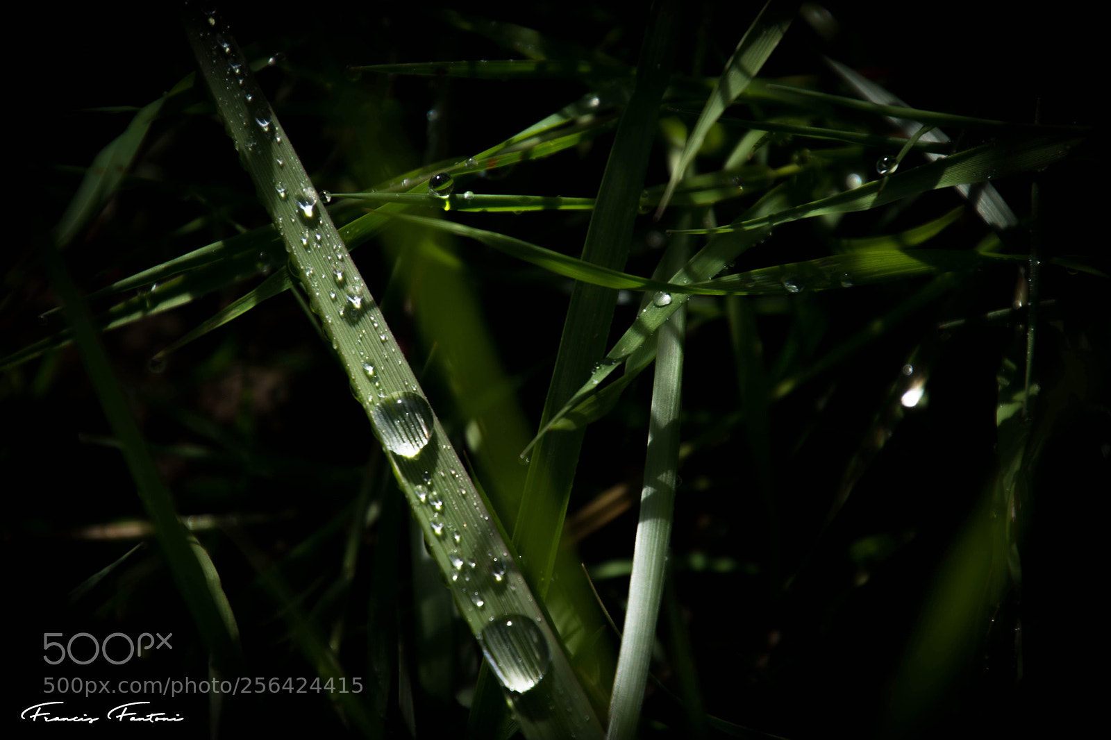 Nikon D7200 sample photo. Poésie matinale photography
