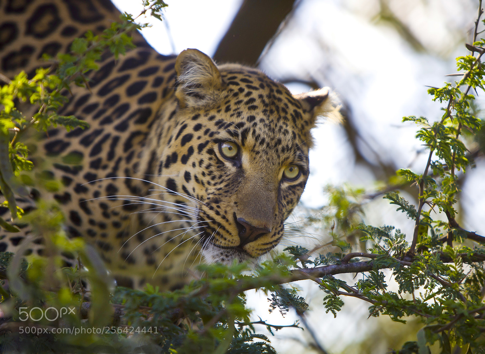 Canon EOS 5D Mark II sample photo. Leopard on the tree photography