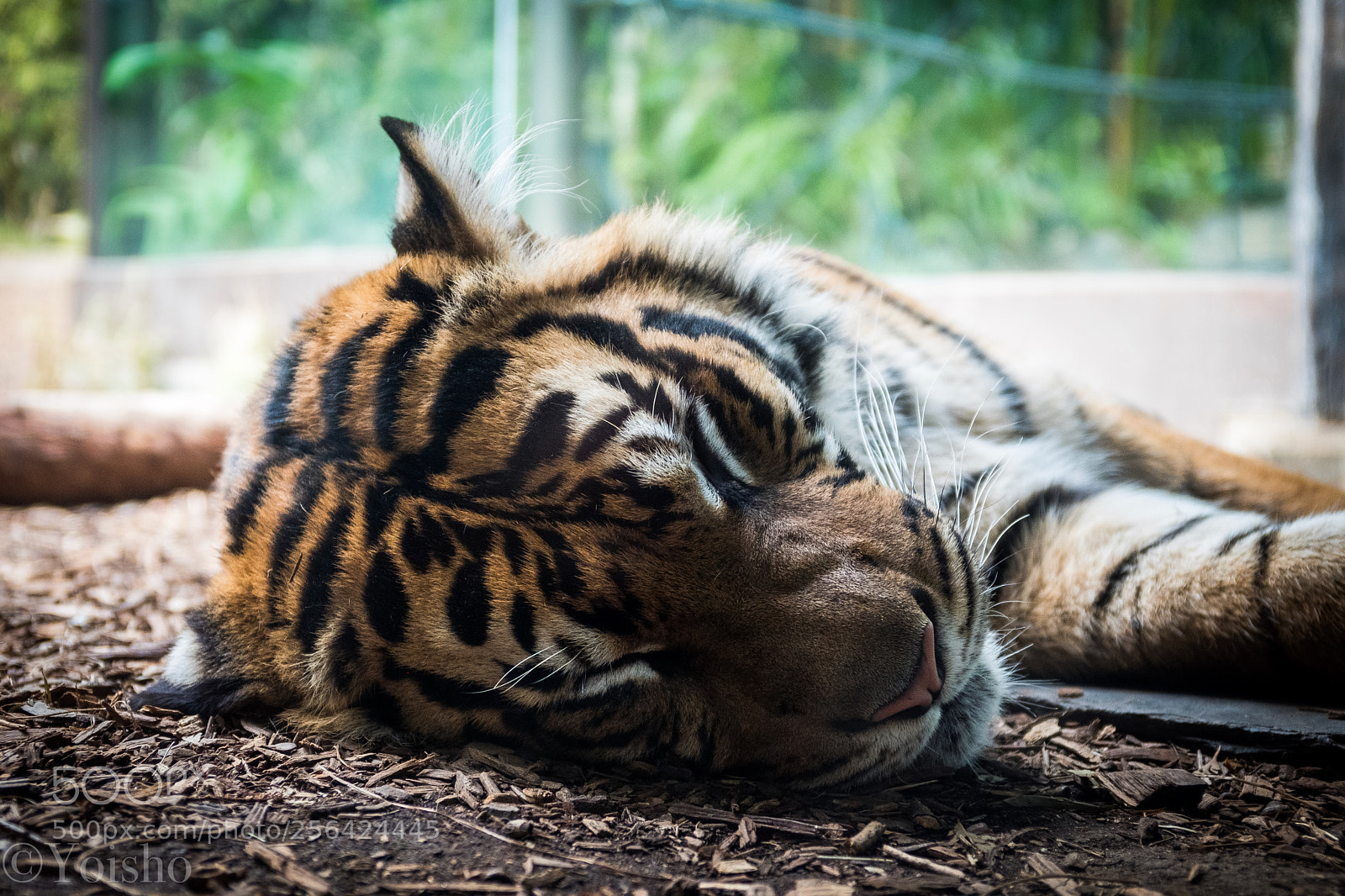 Fujifilm X100F sample photo. Kitty photography