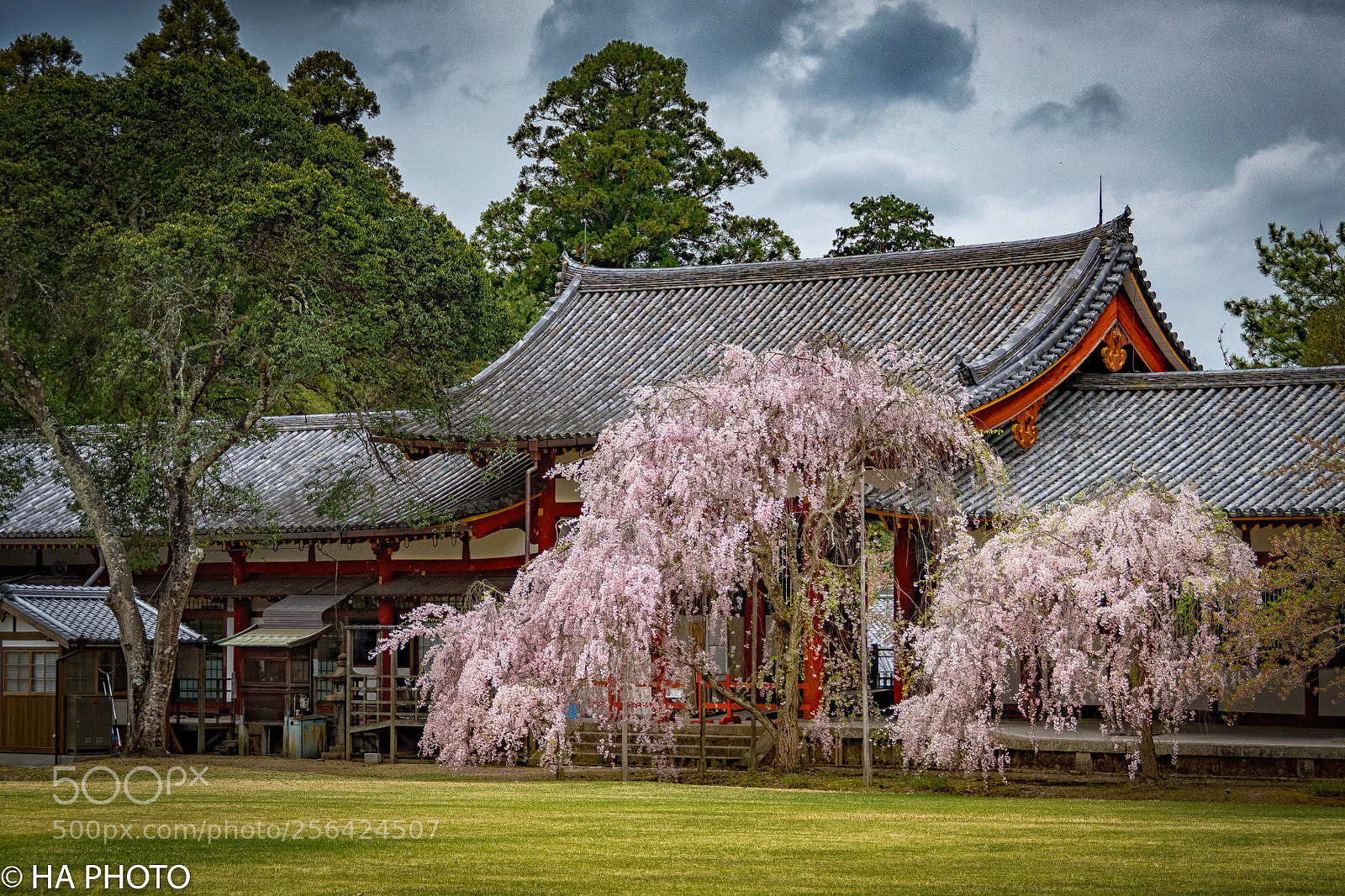 Nikon D7500 sample photo. Buddhist temple in nara photography