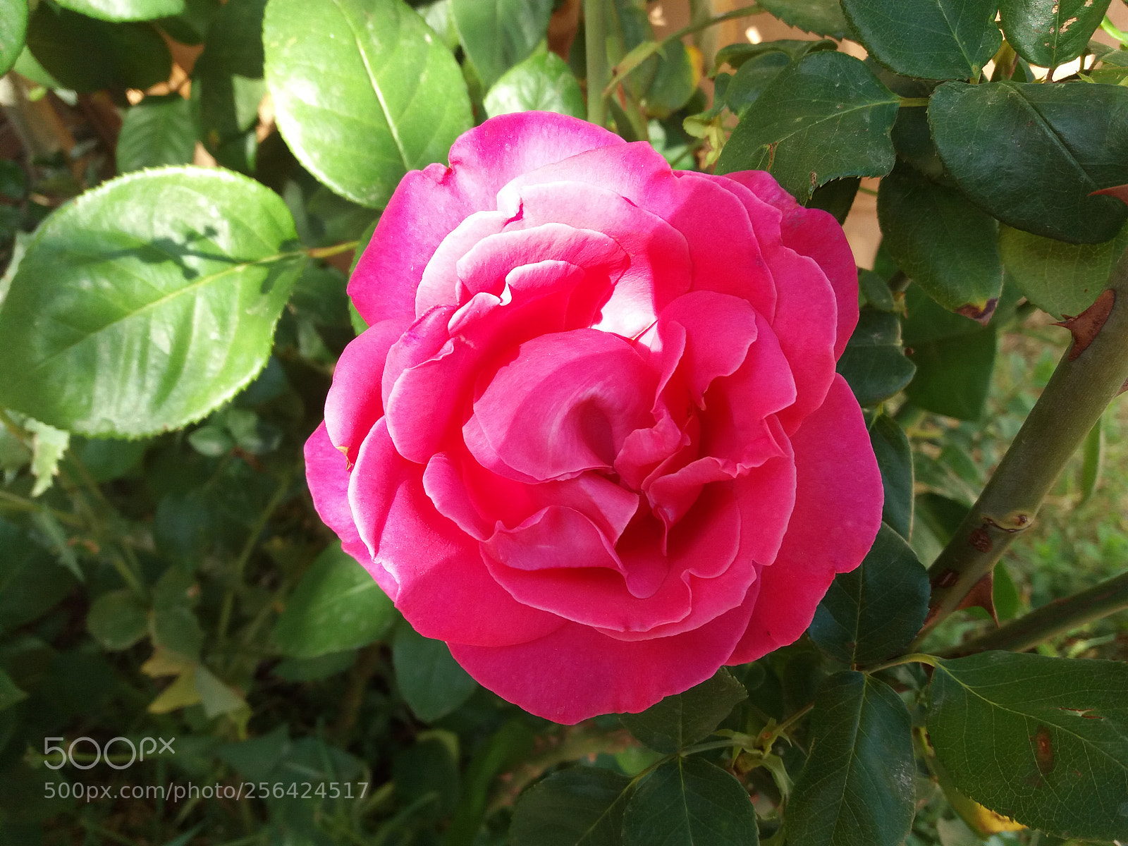 Samsung Galaxy J5(2016) sample photo. Flor de primavera photography