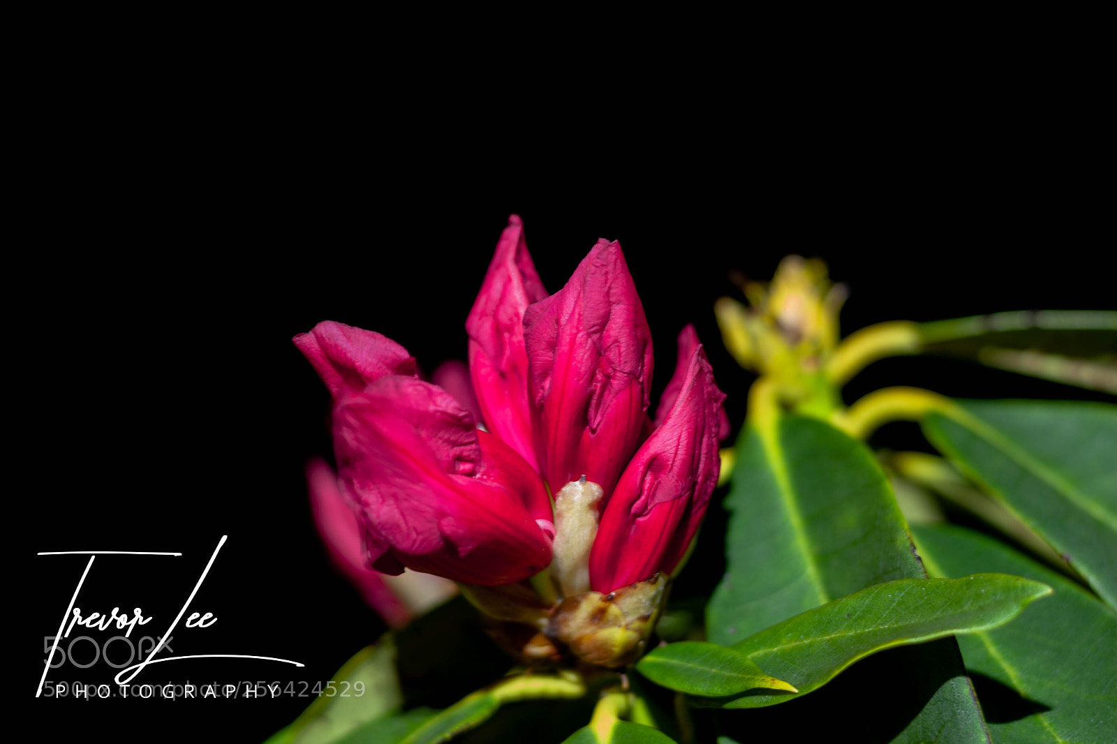 Canon EOS 40D sample photo. Rhododendron at night... photography