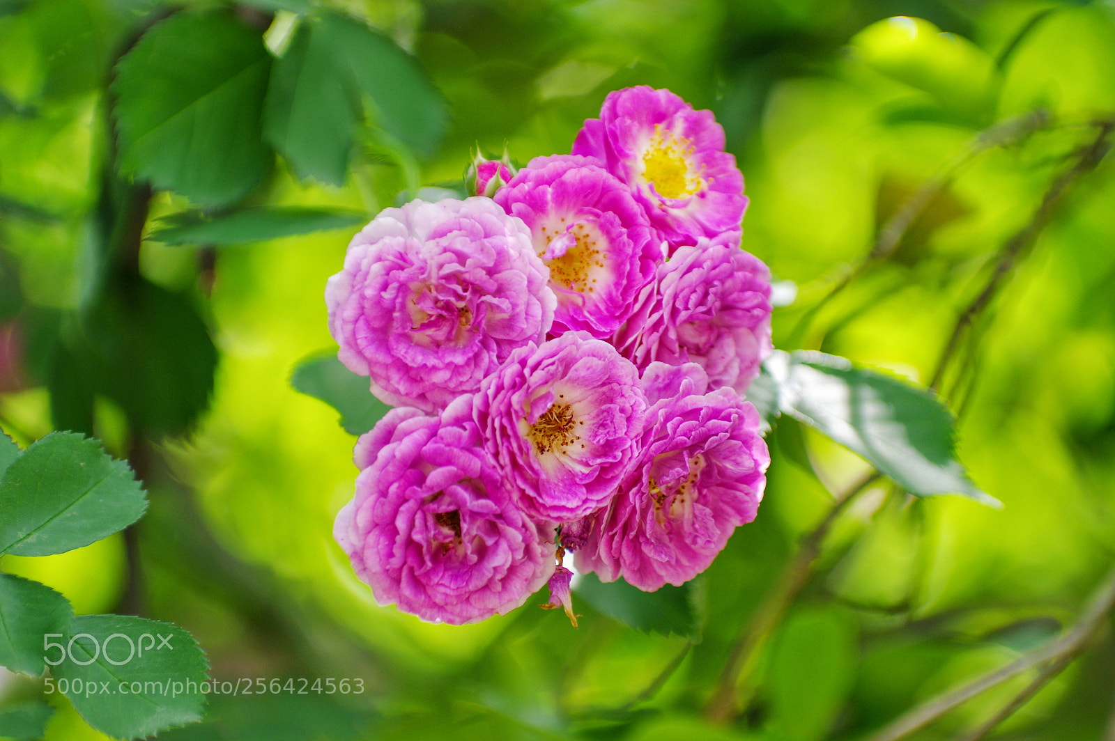 Pentax K-3 II sample photo. Untitled photography