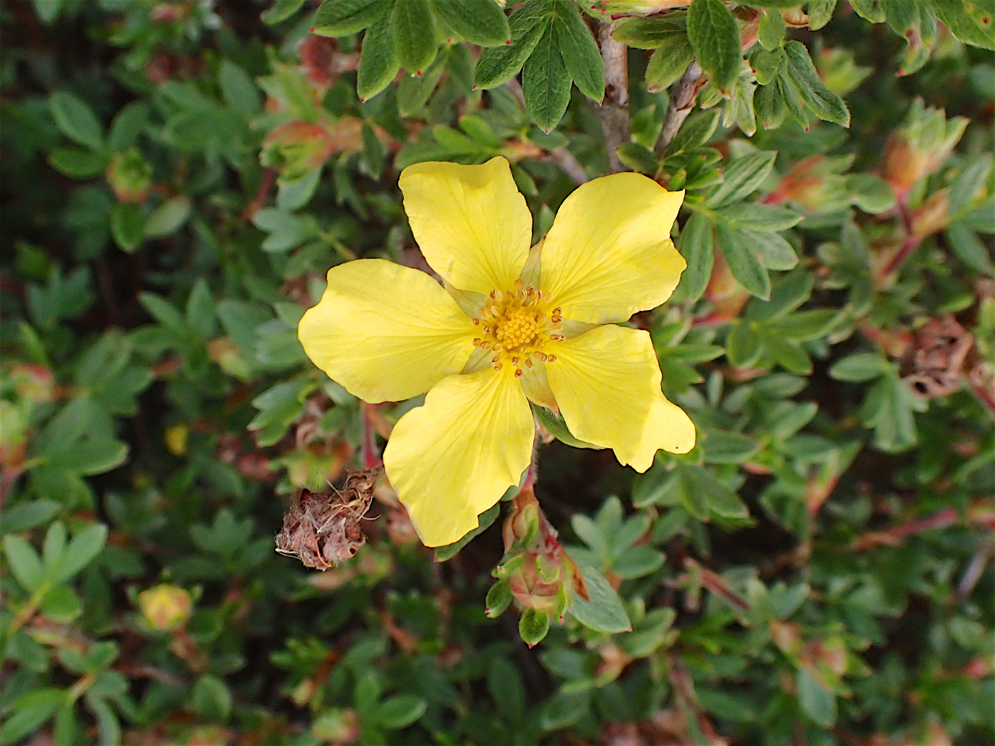 Olympus TG-4 sample photo. Small hedgerow flower photography