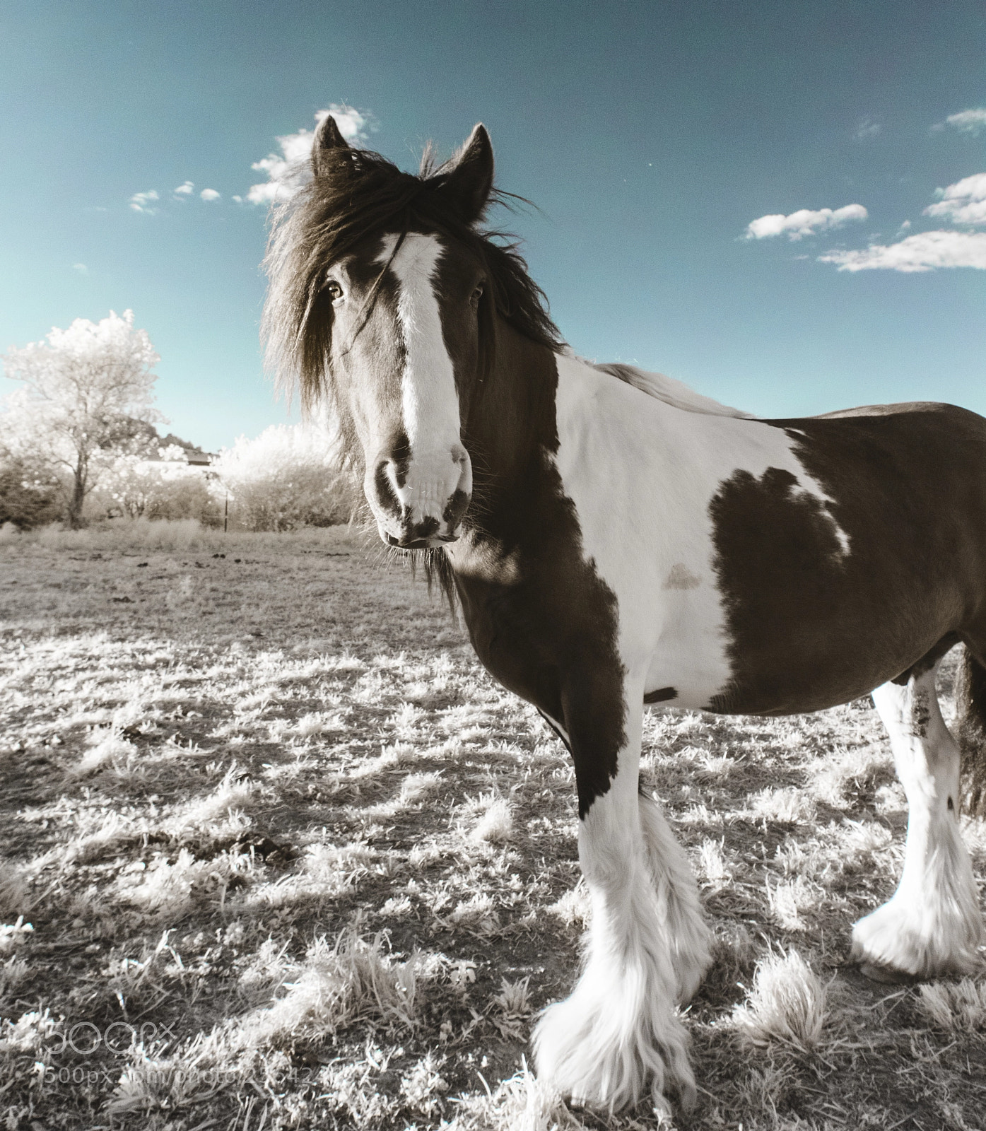 Canon EOS 500D (EOS Rebel T1i / EOS Kiss X3) sample photo. Infrared horse photography