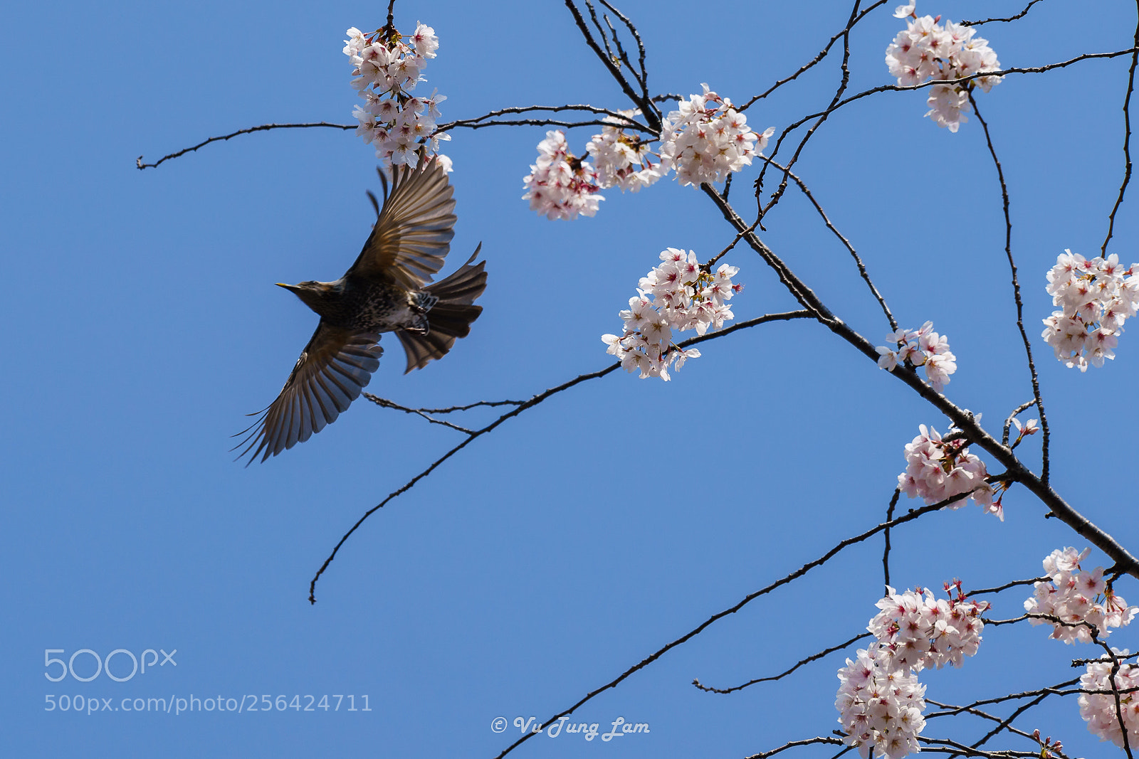 Sony a7R III sample photo. A bird left the photography