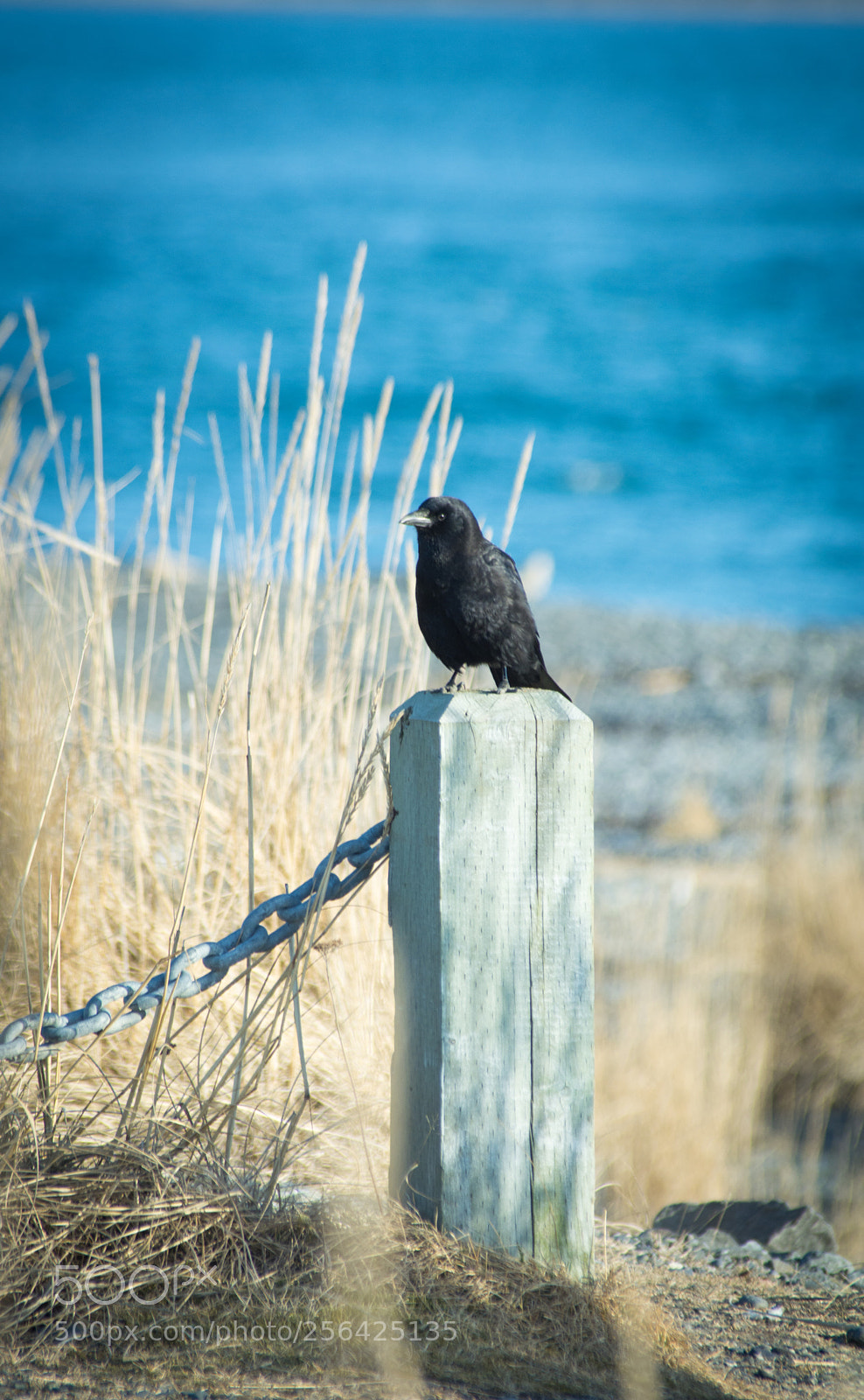 Nikon D5200 sample photo. Untitled photography