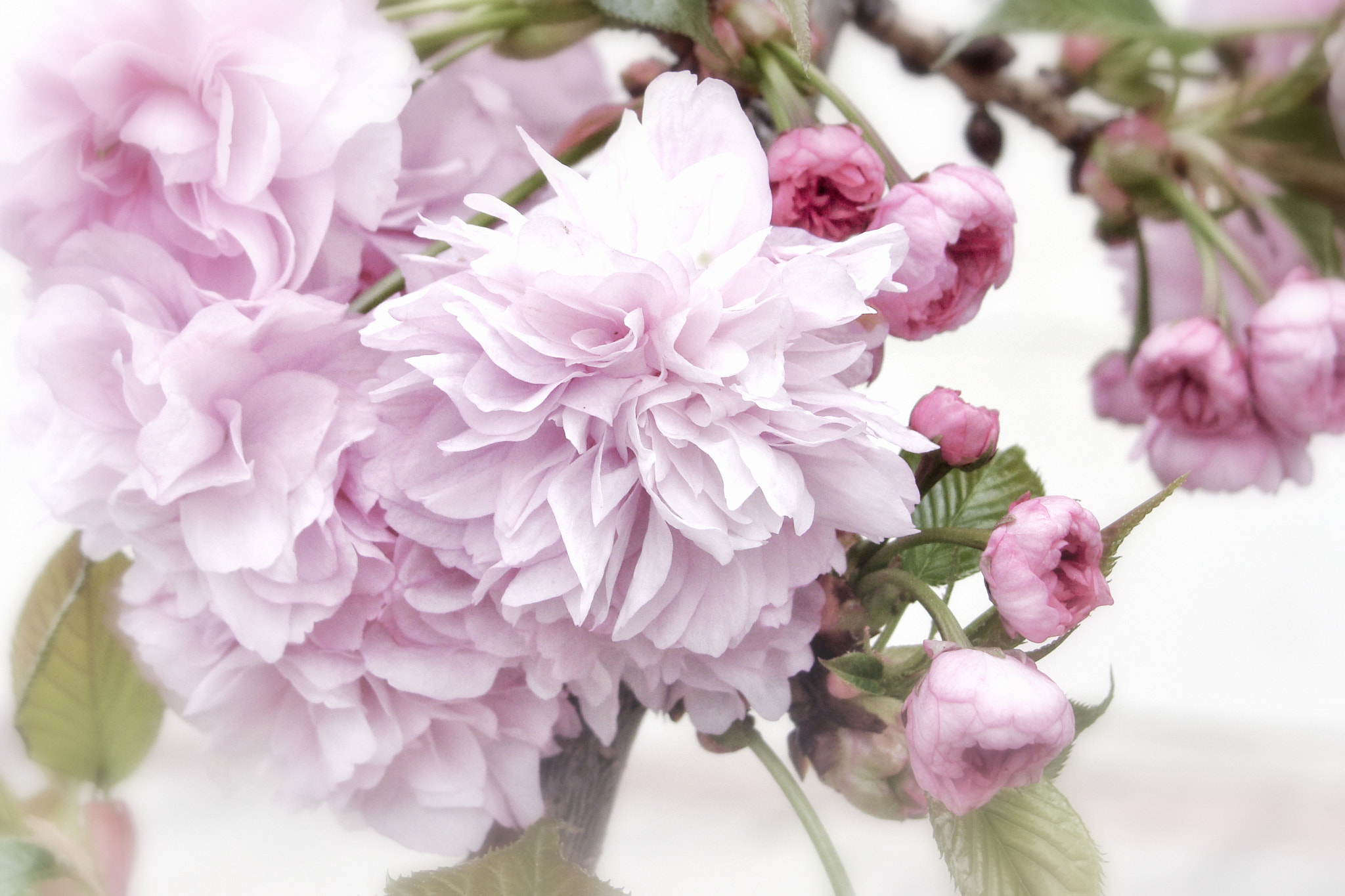 Sony Cyber-shot DSC-H10 sample photo. Flowers photography