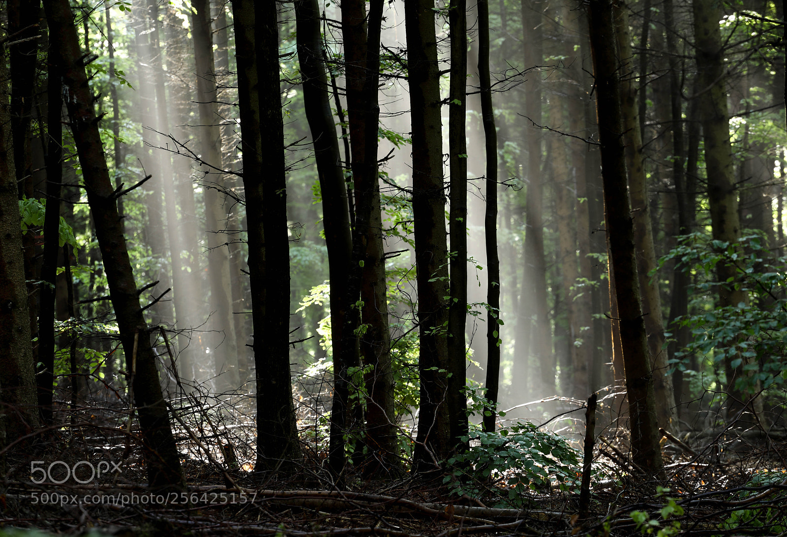 Canon EOS 5D Mark IV sample photo. Morgens ii photography