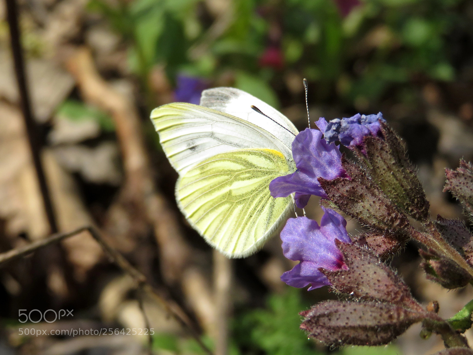 Canon PowerShot SX720 HS sample photo. Pieris brassicae photography