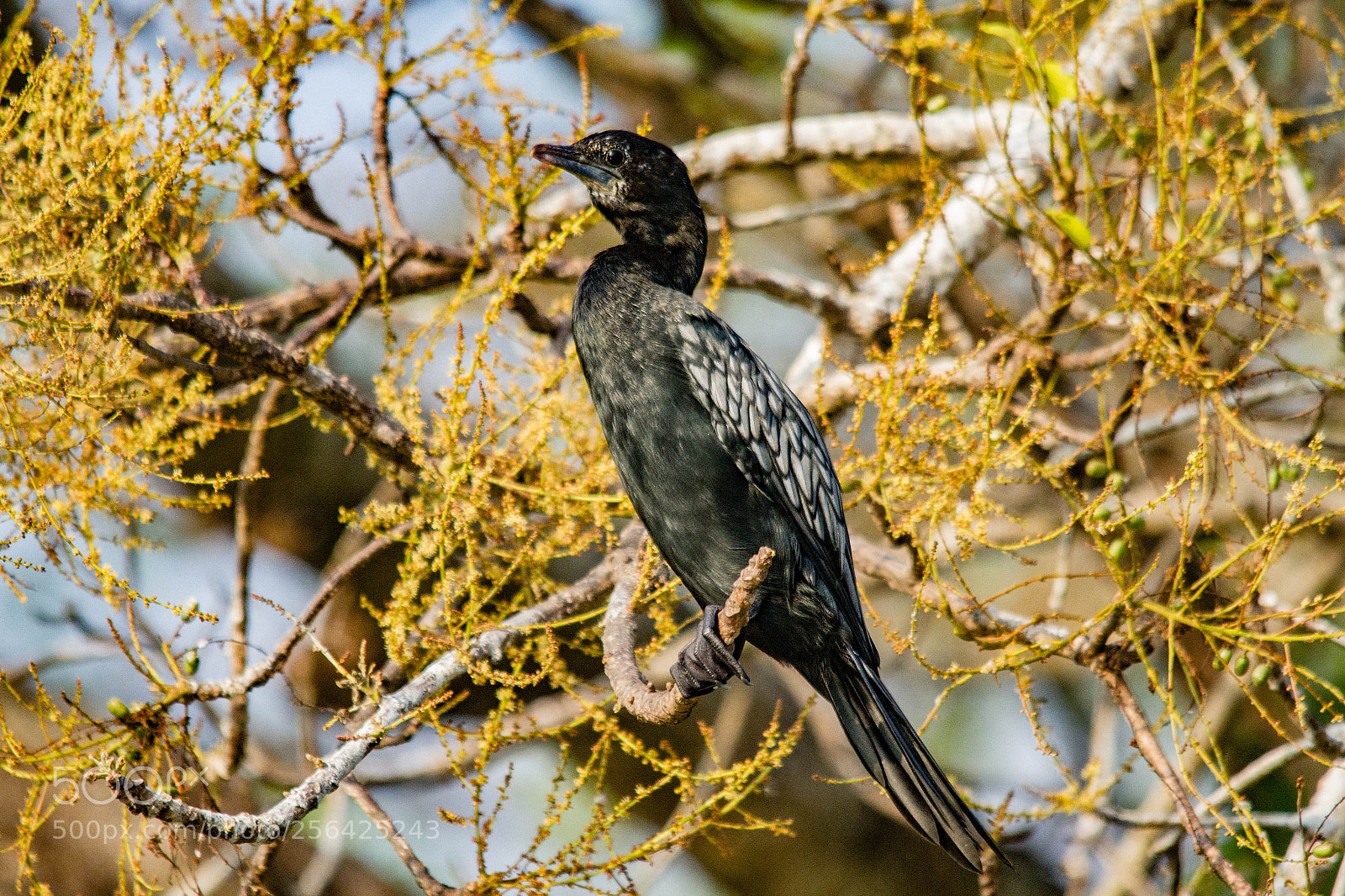 Canon EOS 7D sample photo. Cormorant taking a nap photography