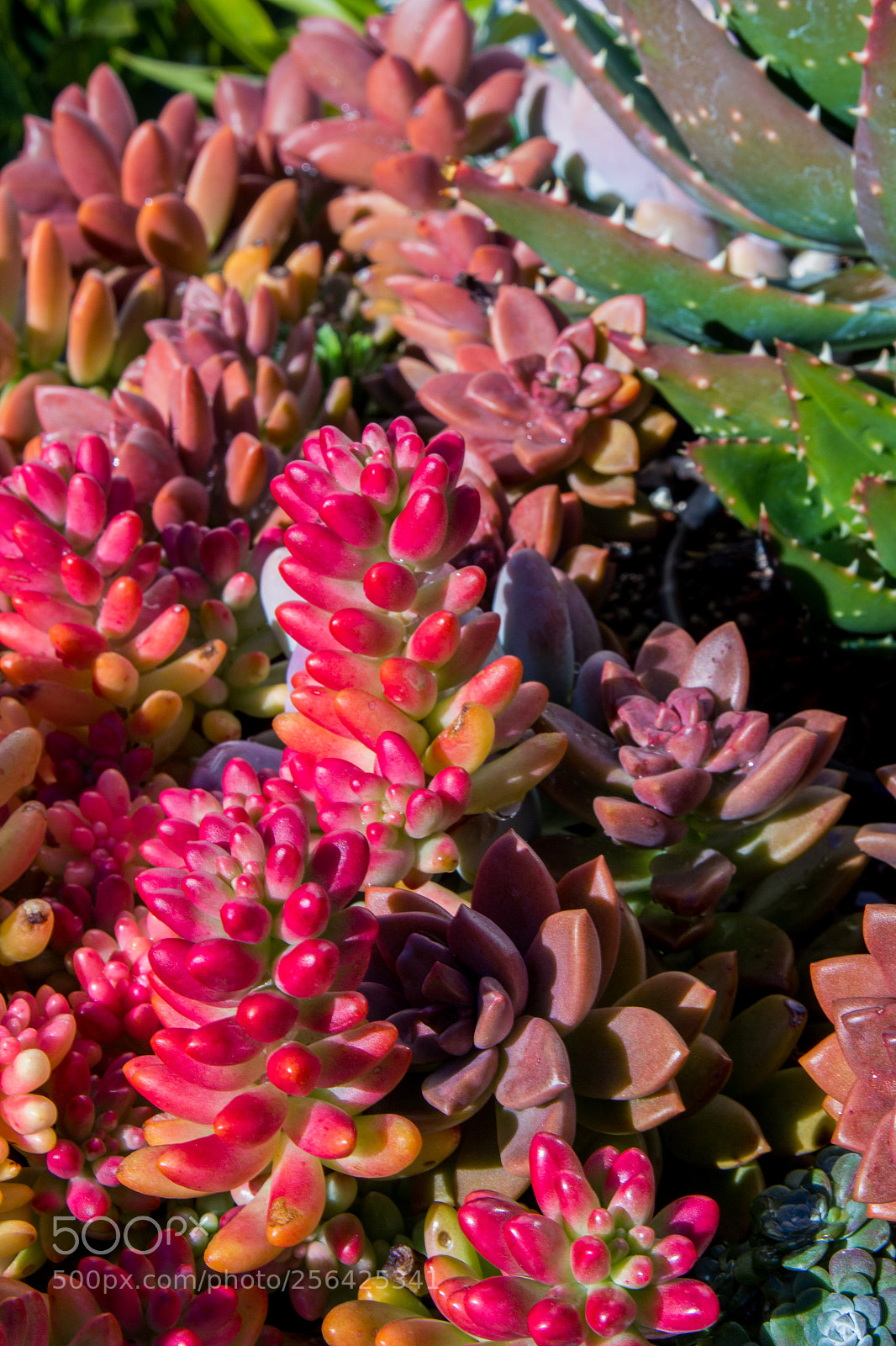 Canon EOS 60D sample photo. Succulent display photography