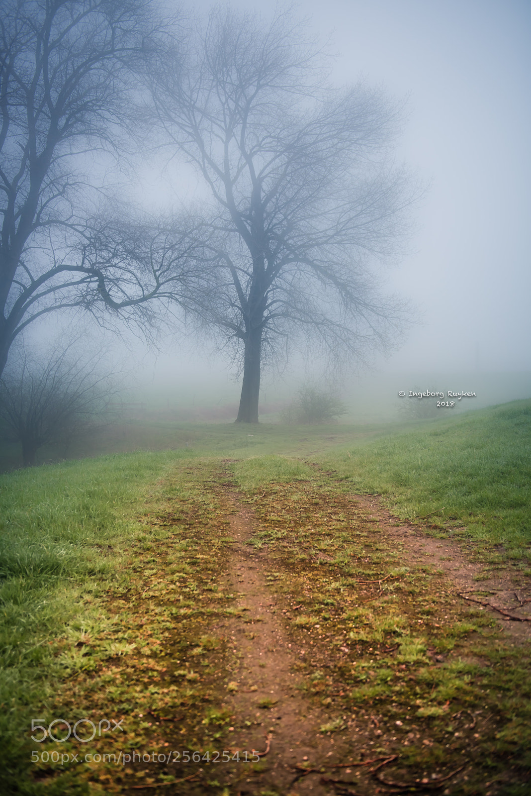 Nikon D800 sample photo. Scratching tree photography