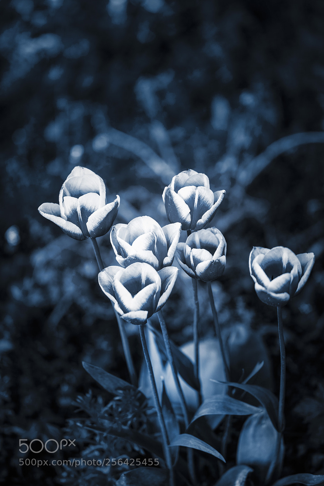 Nikon D700 sample photo. Spring as sprung photography