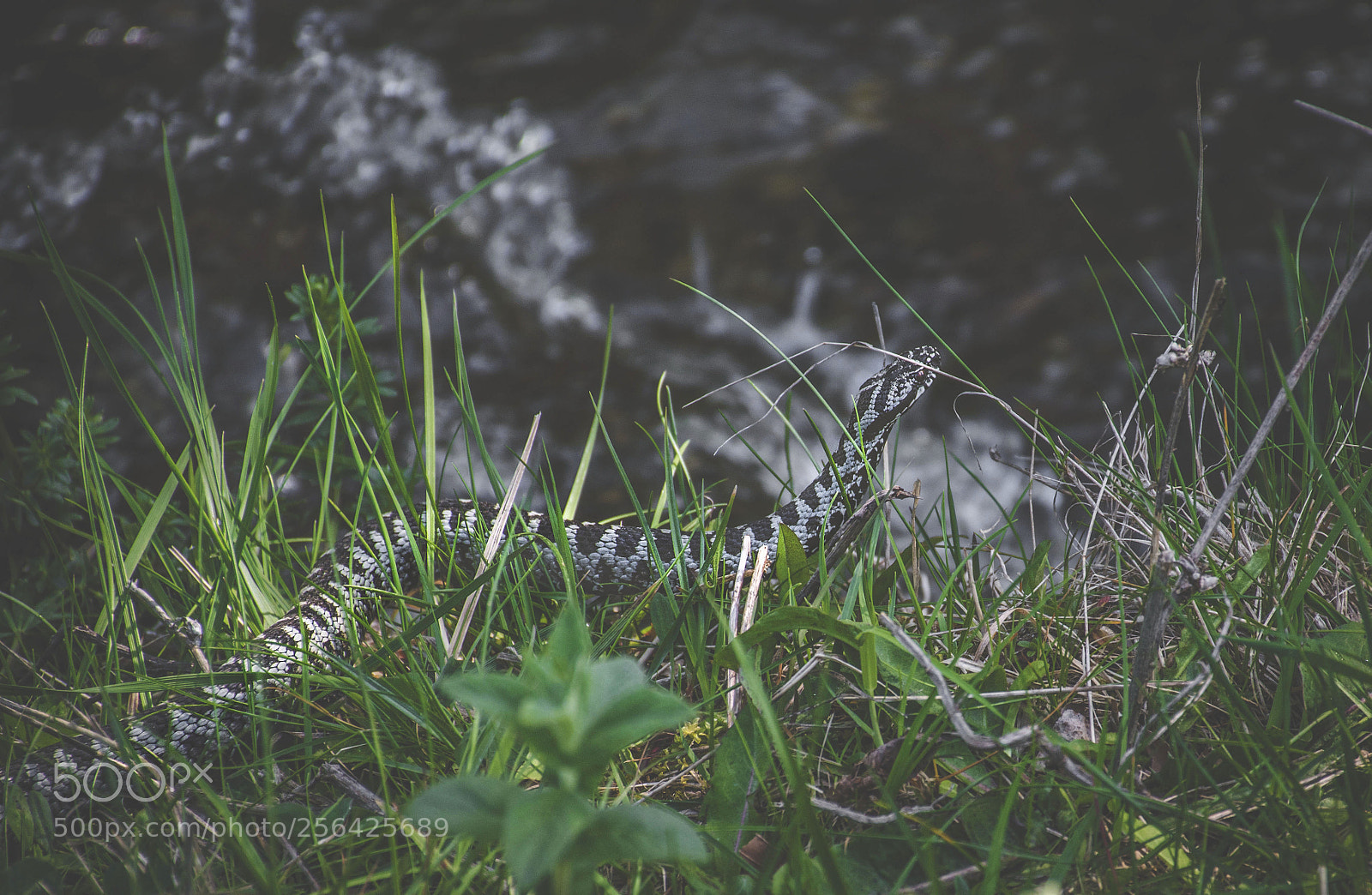 Nikon D5500 sample photo. A photography
