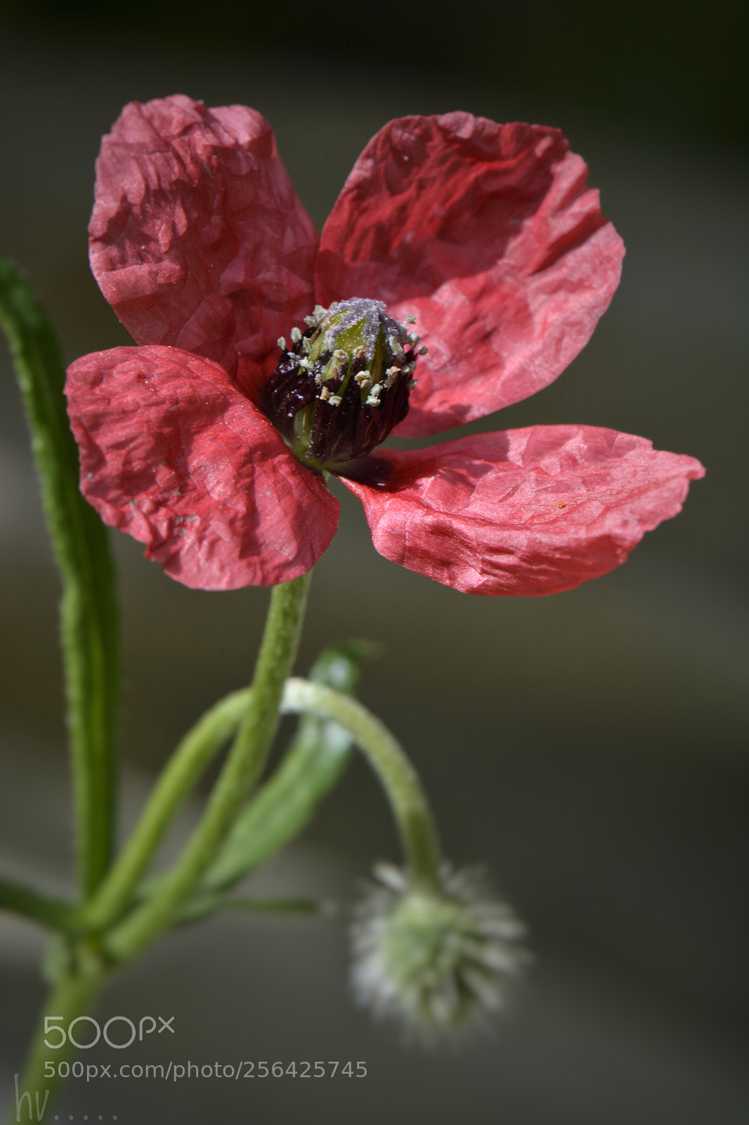 Nikon D7100 sample photo. Popped up photography