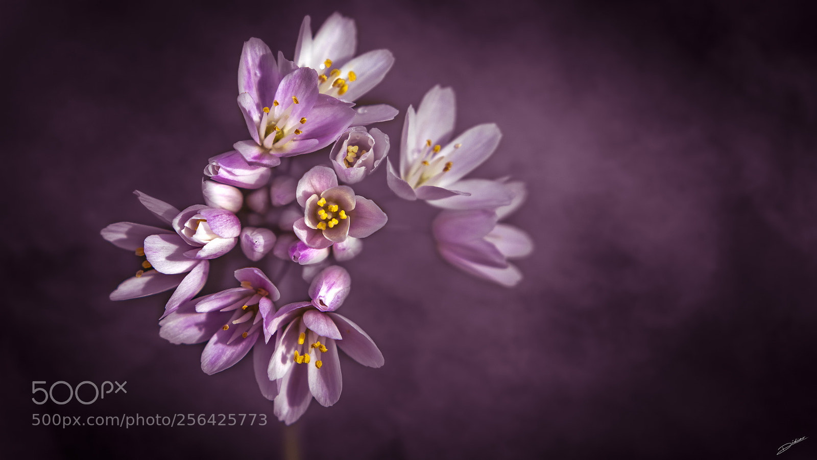 Nikon D5500 sample photo. *** artistic flowers *** photography