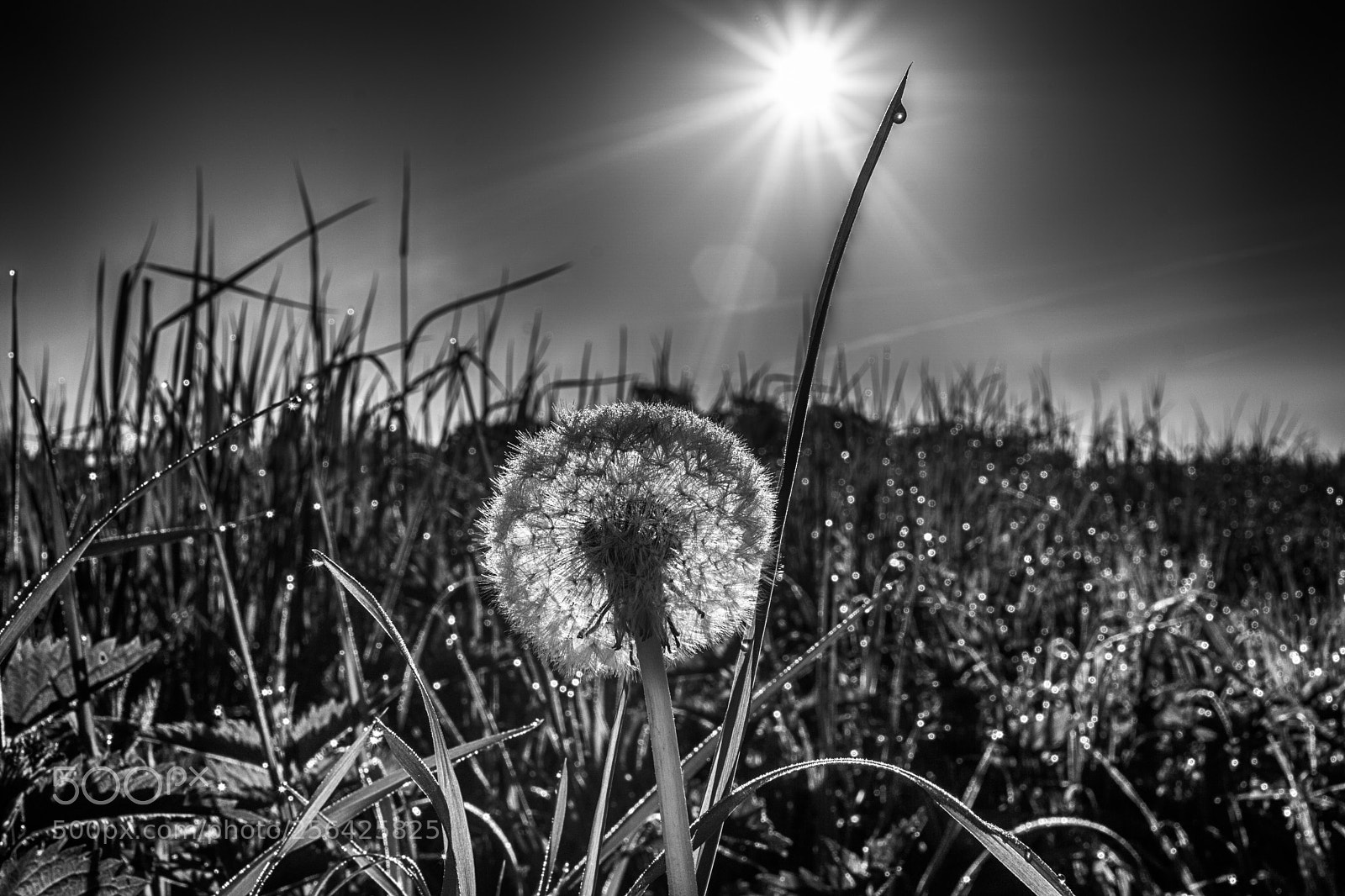 Sony a6000 sample photo. Morgenstimmung  photography